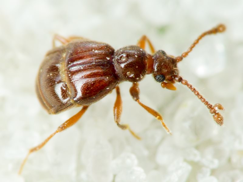 Brachygluta fossulata (Reichenbach, 1816)